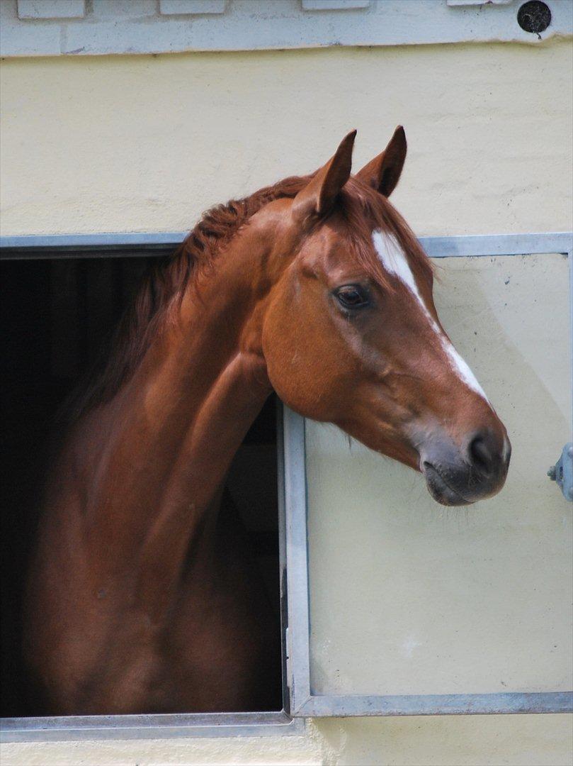 Dansk Varmblod Cometessen billede 1