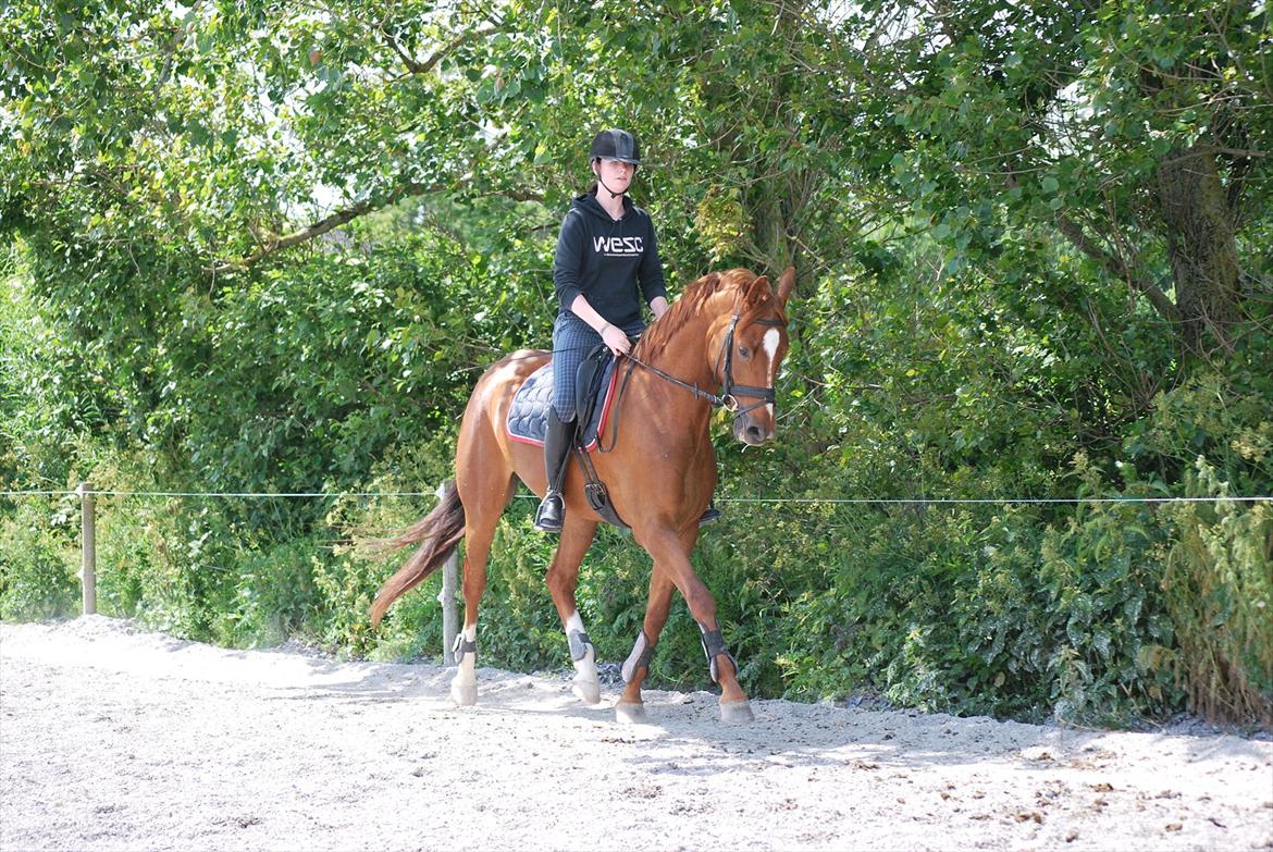 Dansk Varmblod Cometessen billede 3
