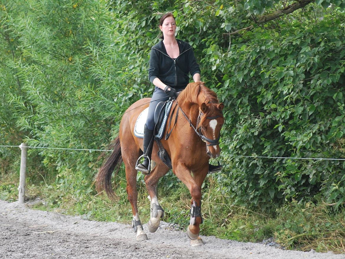 Dansk Varmblod Cometessen billede 4