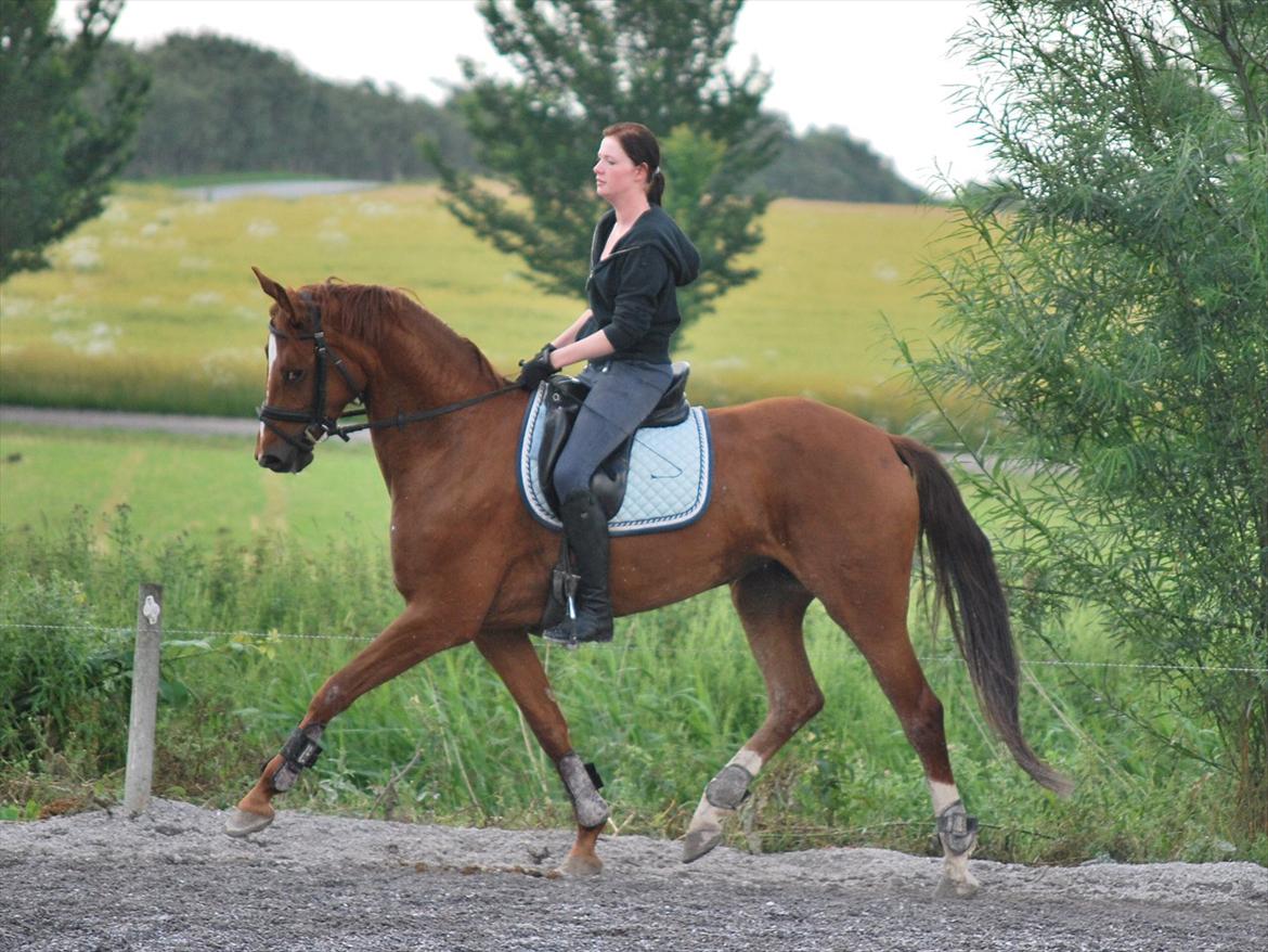 Dansk Varmblod Cometessen billede 5