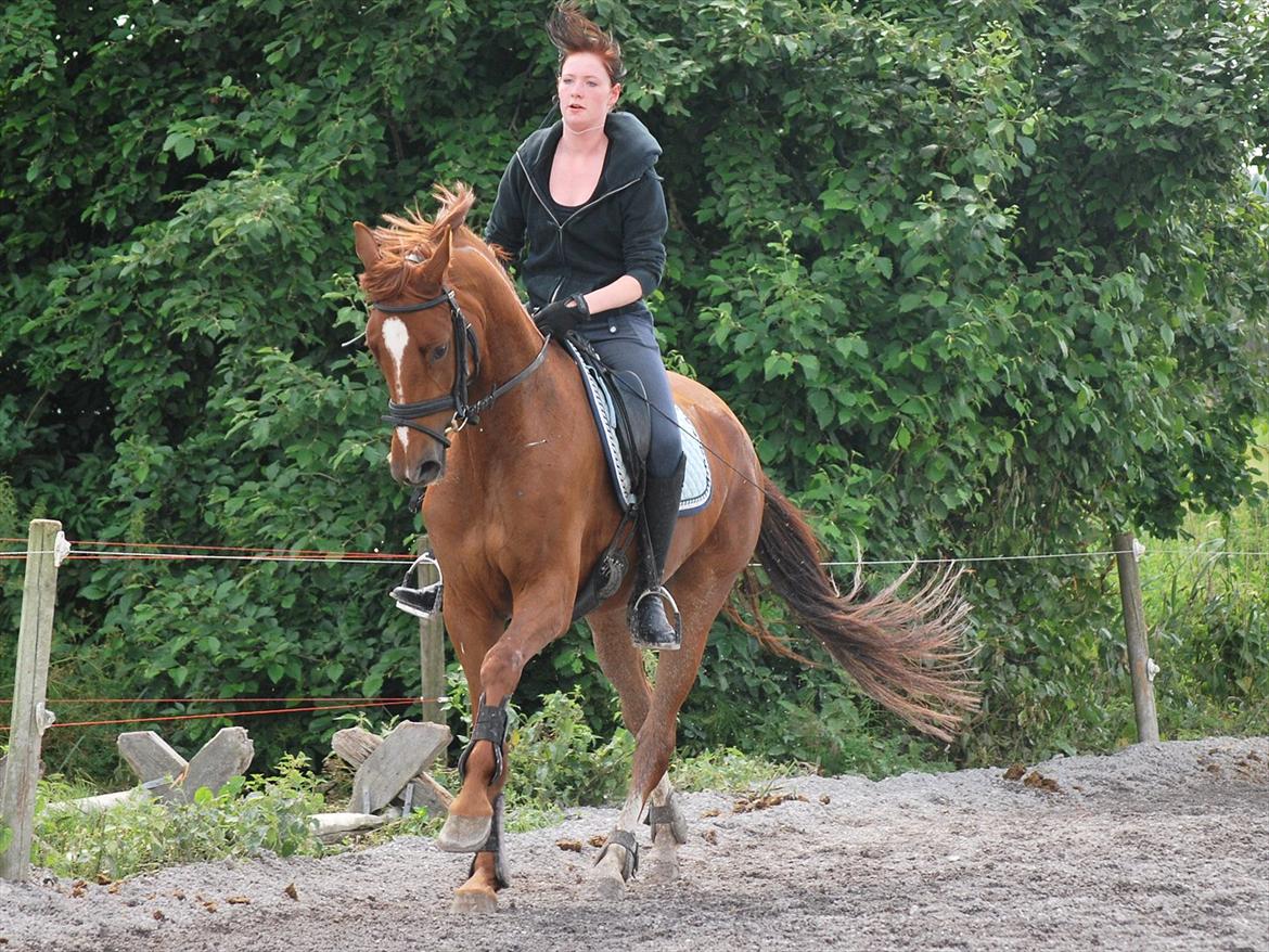 Dansk Varmblod Cometessen billede 6