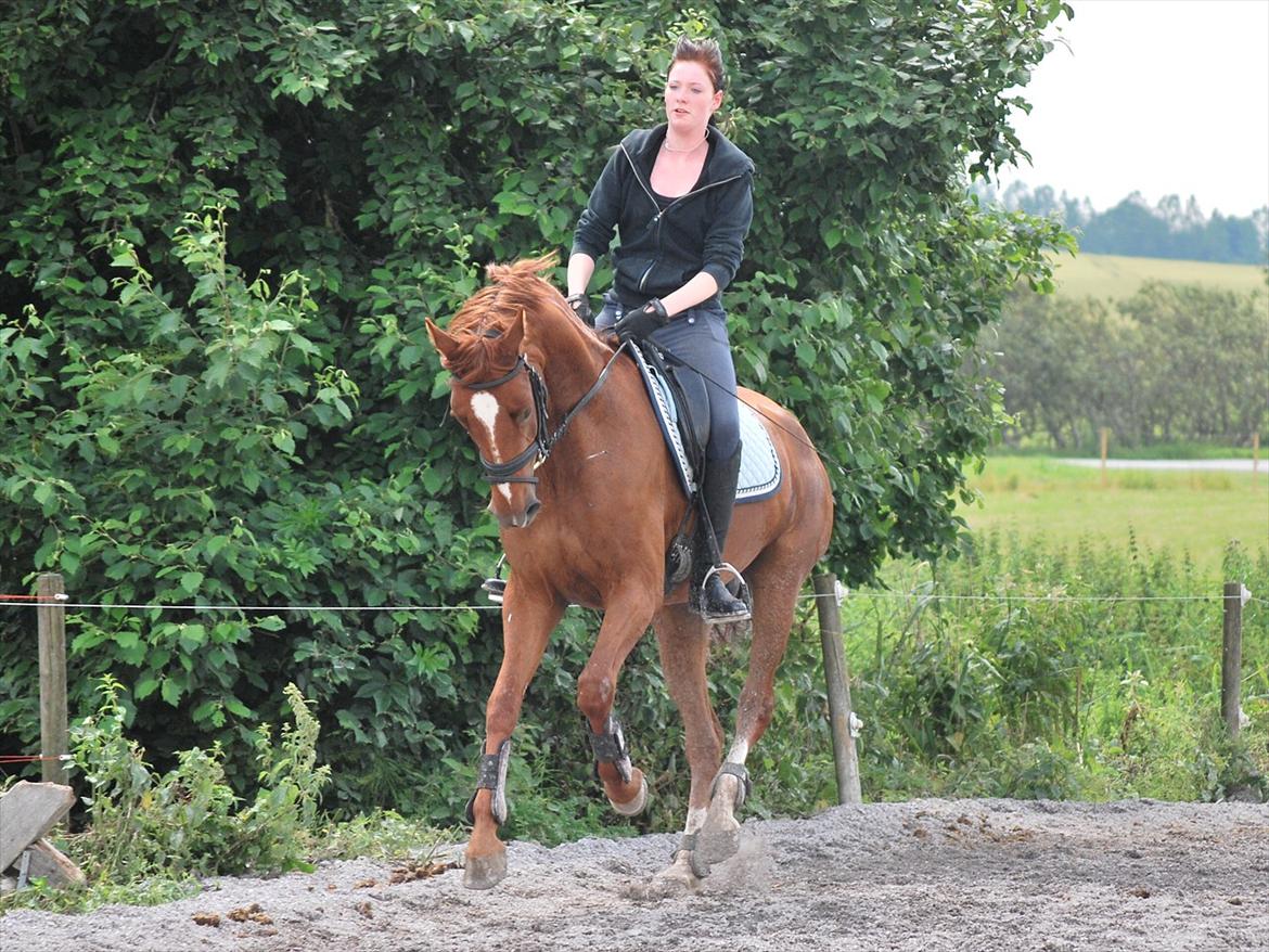 Dansk Varmblod Cometessen billede 8