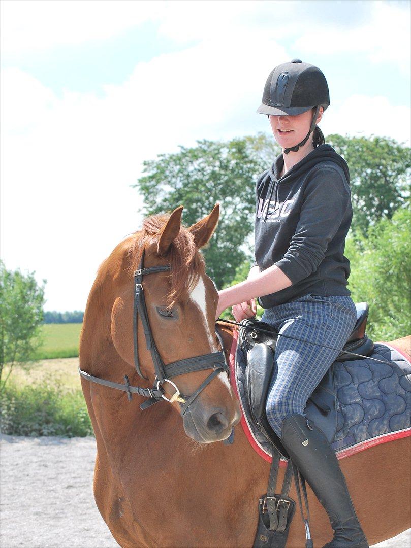 Dansk Varmblod Cometessen billede 9