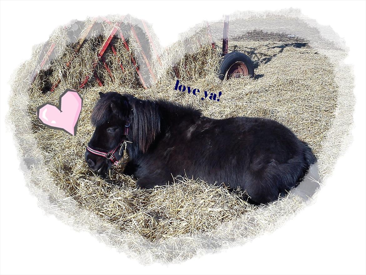 Shetlænder Bølle - redigeret af mig<3 billede 11