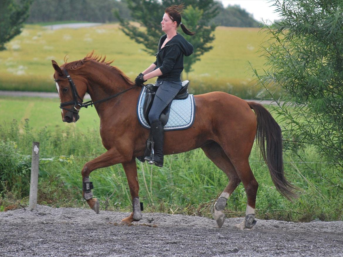 Dansk Varmblod Cometessen billede 11