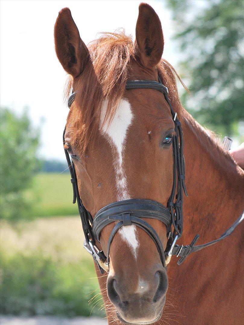 Dansk Varmblod Cometessen billede 12
