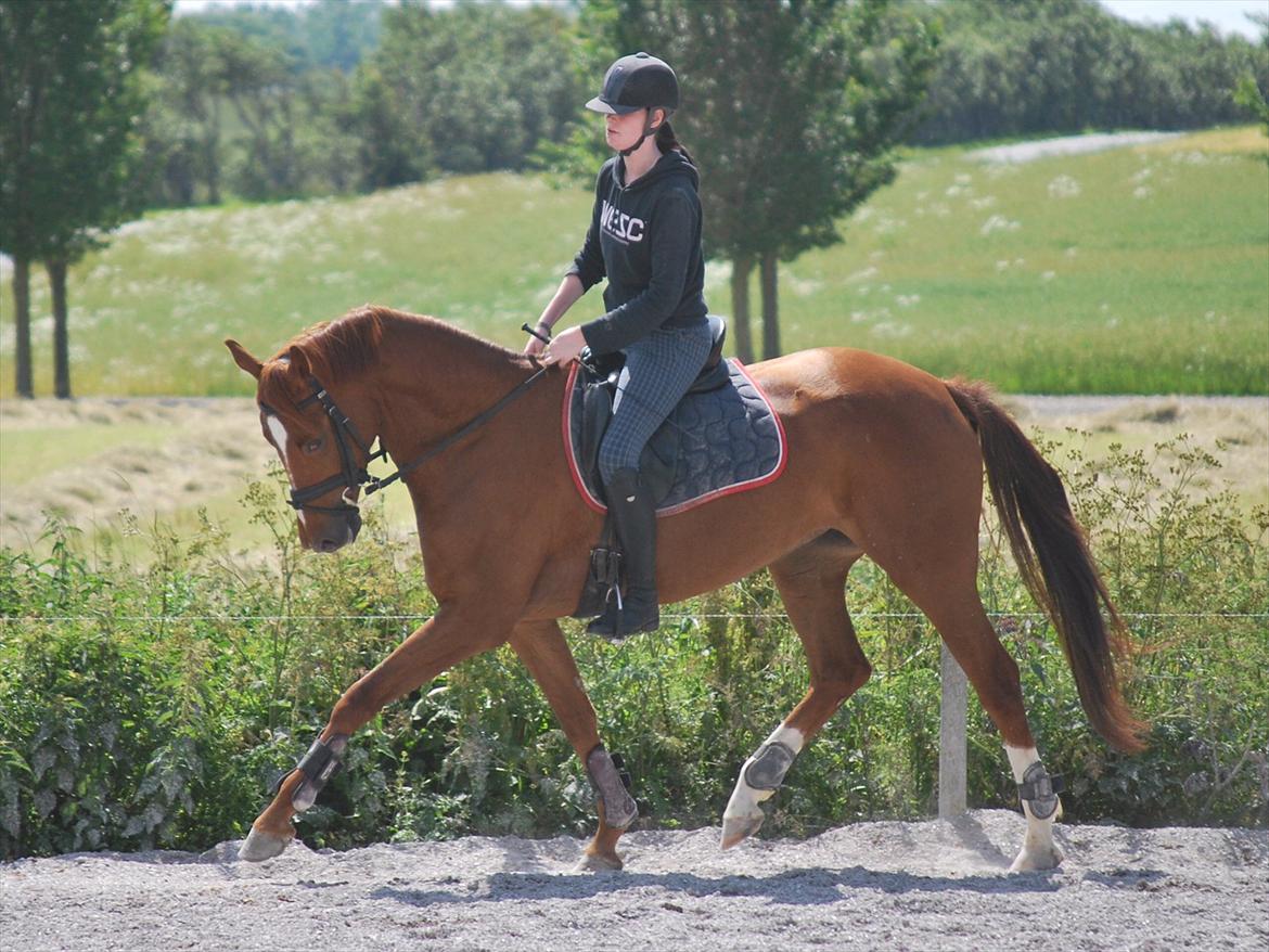 Dansk Varmblod Cometessen billede 14