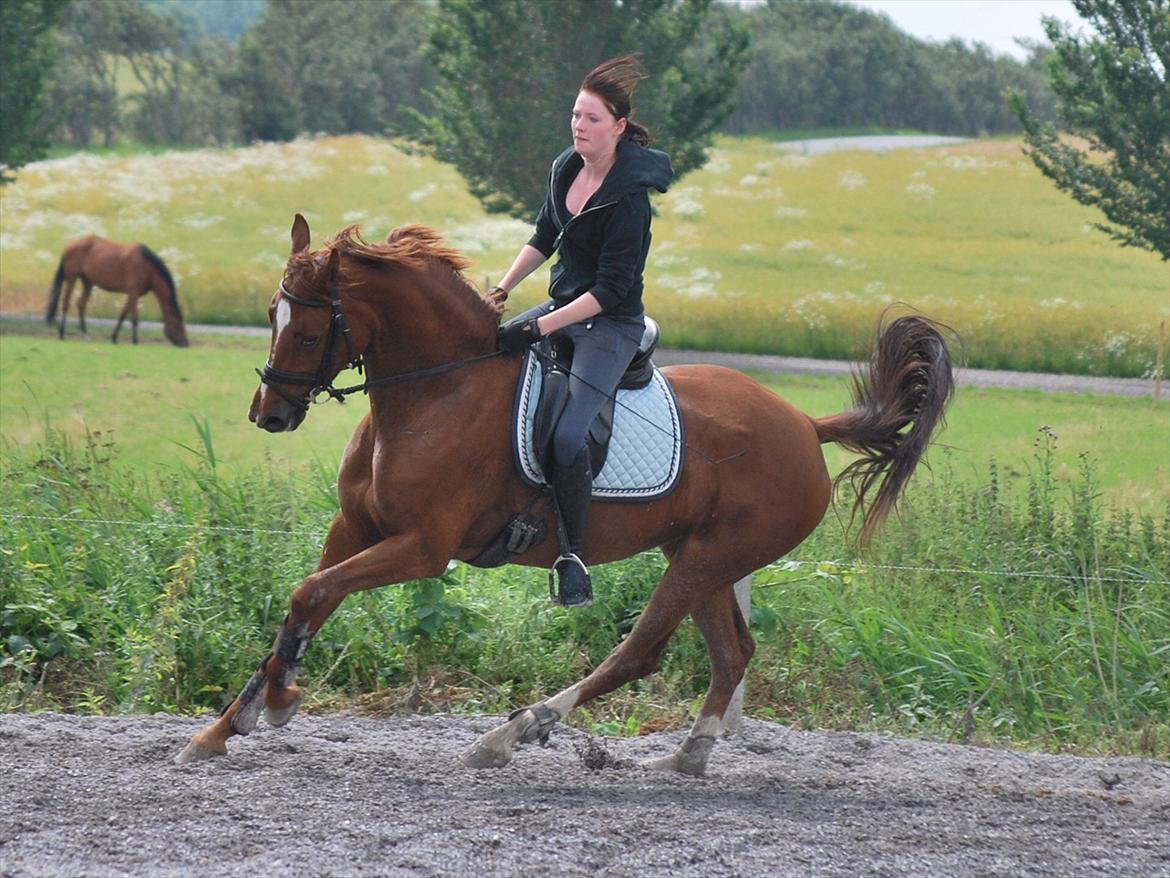 Dansk Varmblod Cometessen billede 15