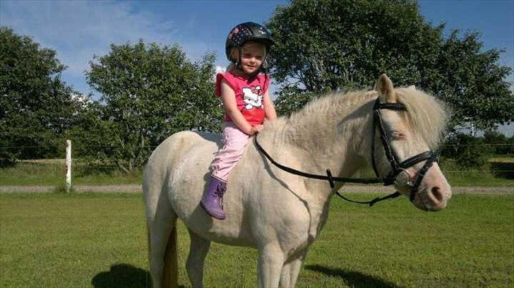 Anden særlig race Perle billede 1