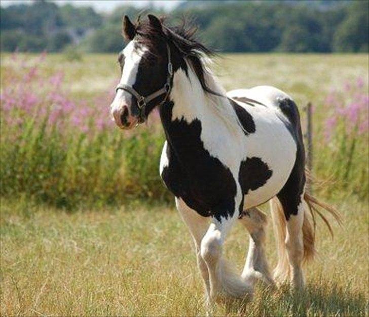 Irish Cob Alanas Duan billede 1