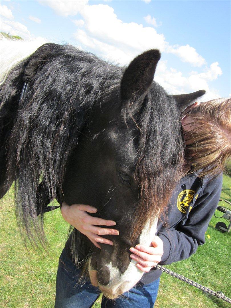 Irish Cob Alanas Duan billede 4