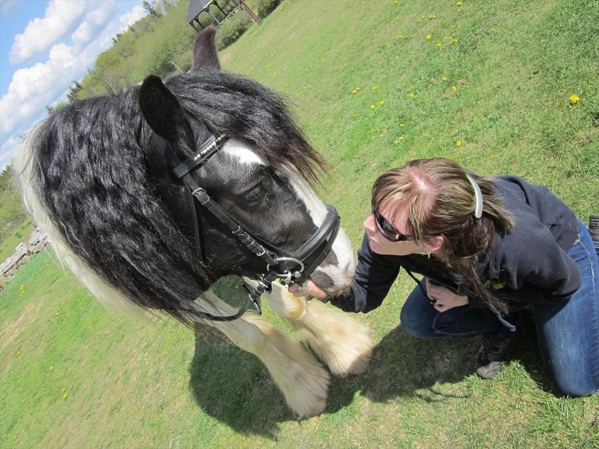 Irish Cob Alanas Duan billede 6