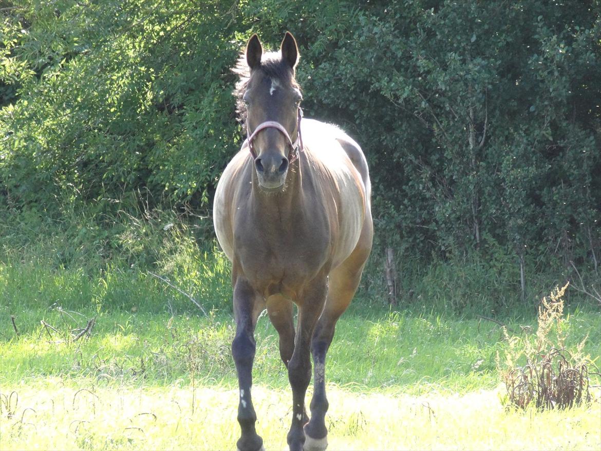 Hollandsk Sportspony R.I.P Black Lady  <3 - Nu kommer jeg :D

Billed: 10 billede 9