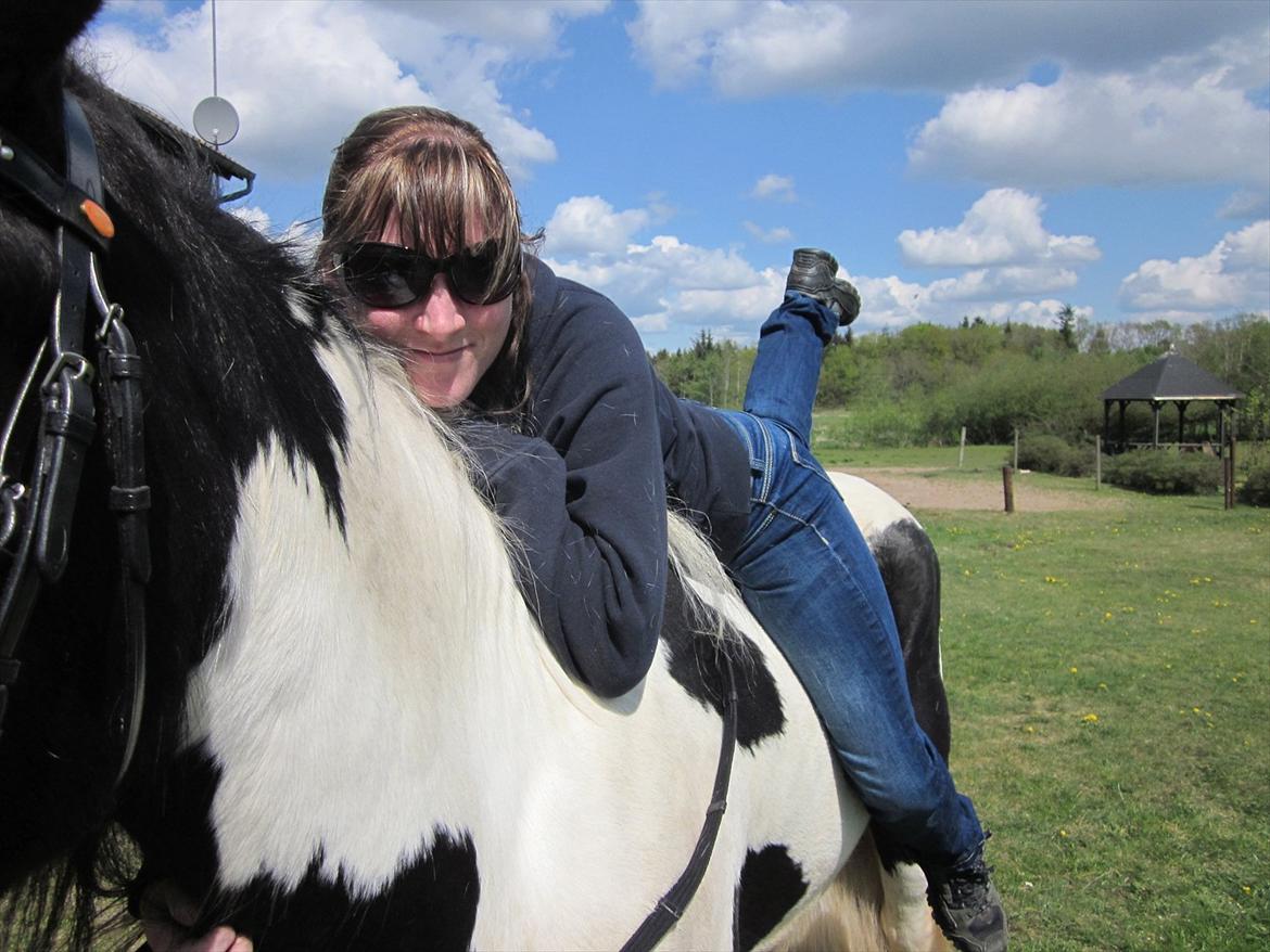 Irish Cob Alanas Duan billede 10