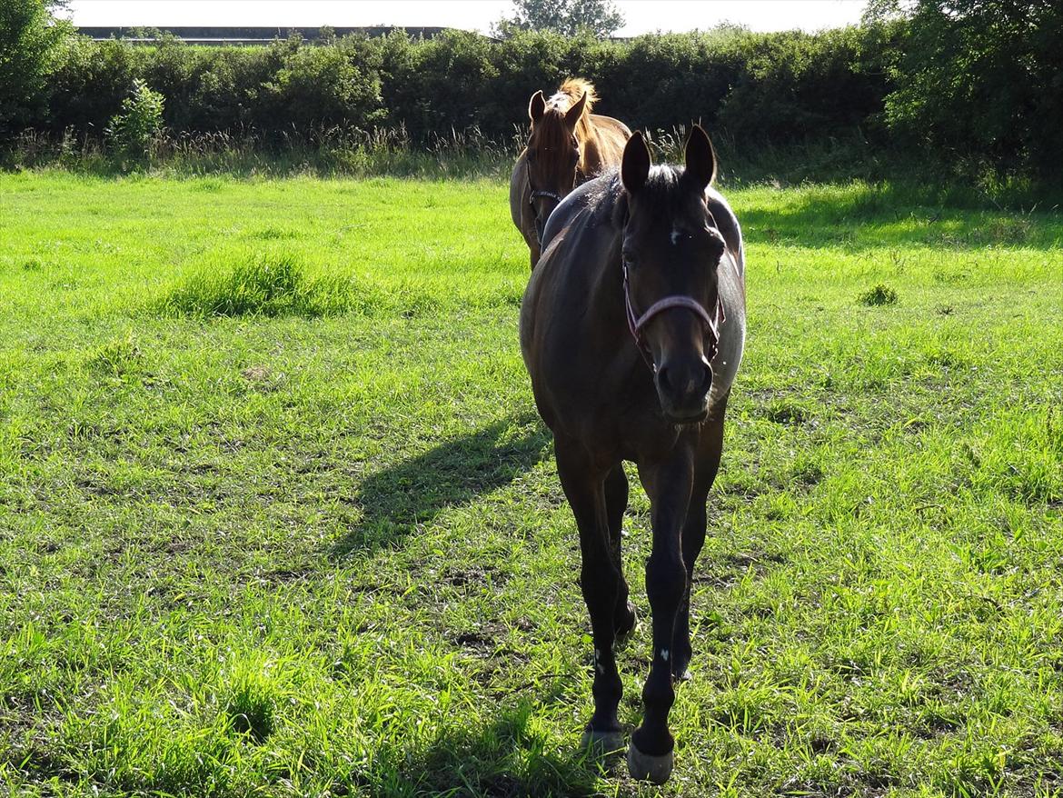 Hollandsk Sportspony R.I.P Black Lady  <3 - Hej med dig :)

Billed: 11 billede 10