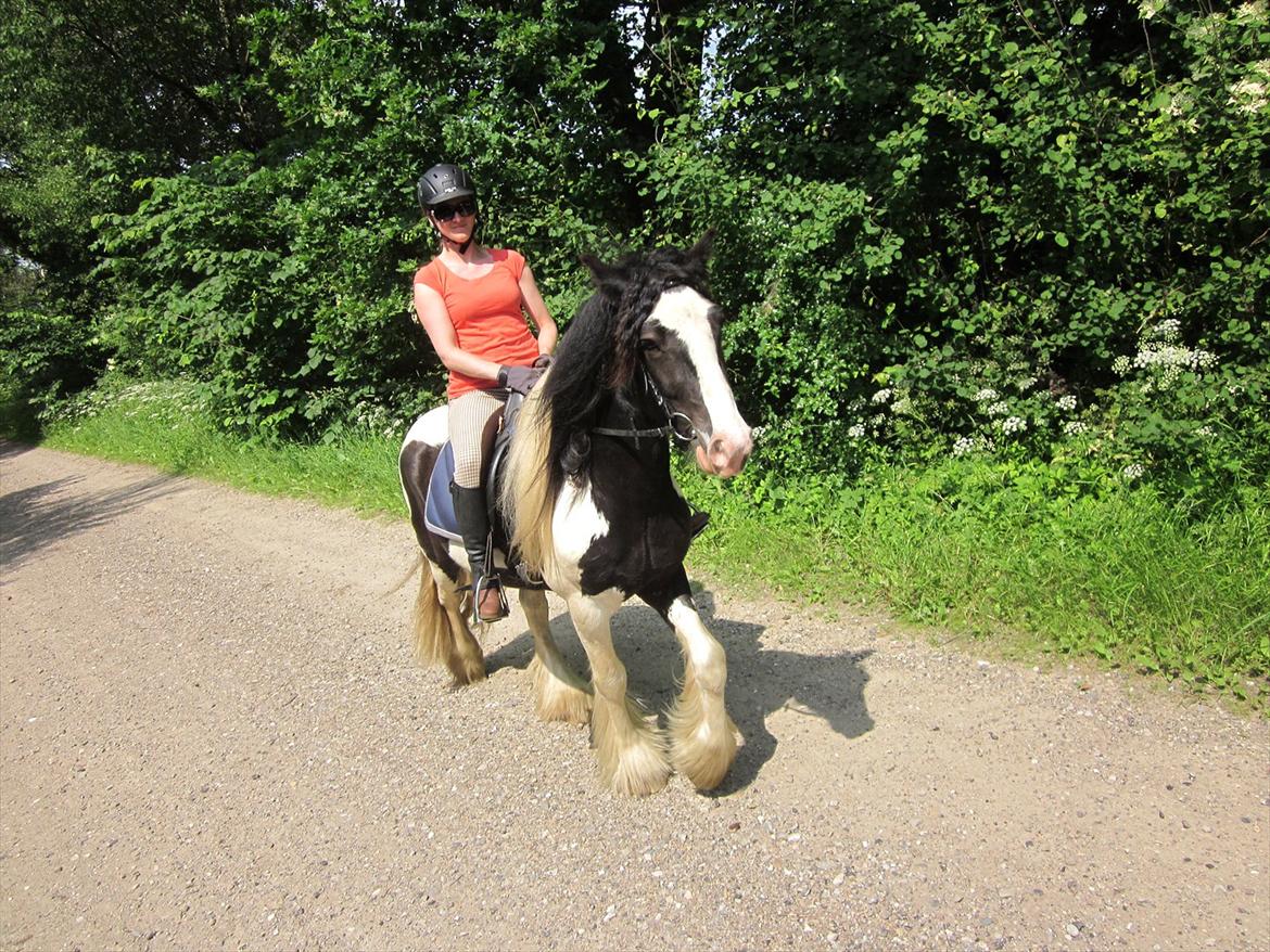 Irish Cob Alanas Duan billede 12