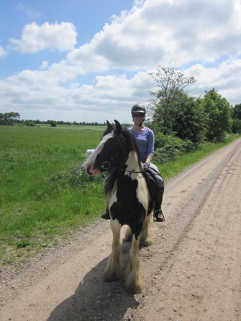 Irish Cob Alanas Duan billede 14