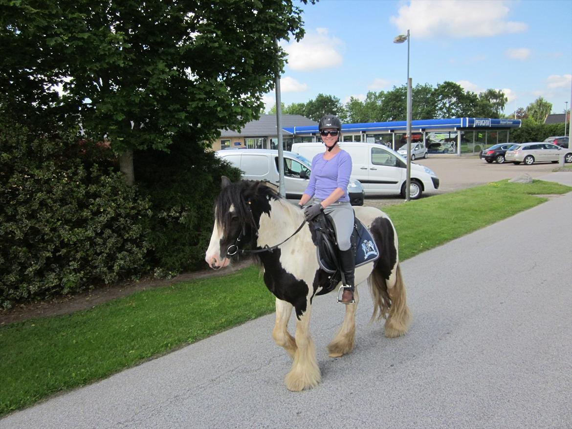 Irish Cob Alanas Duan billede 15