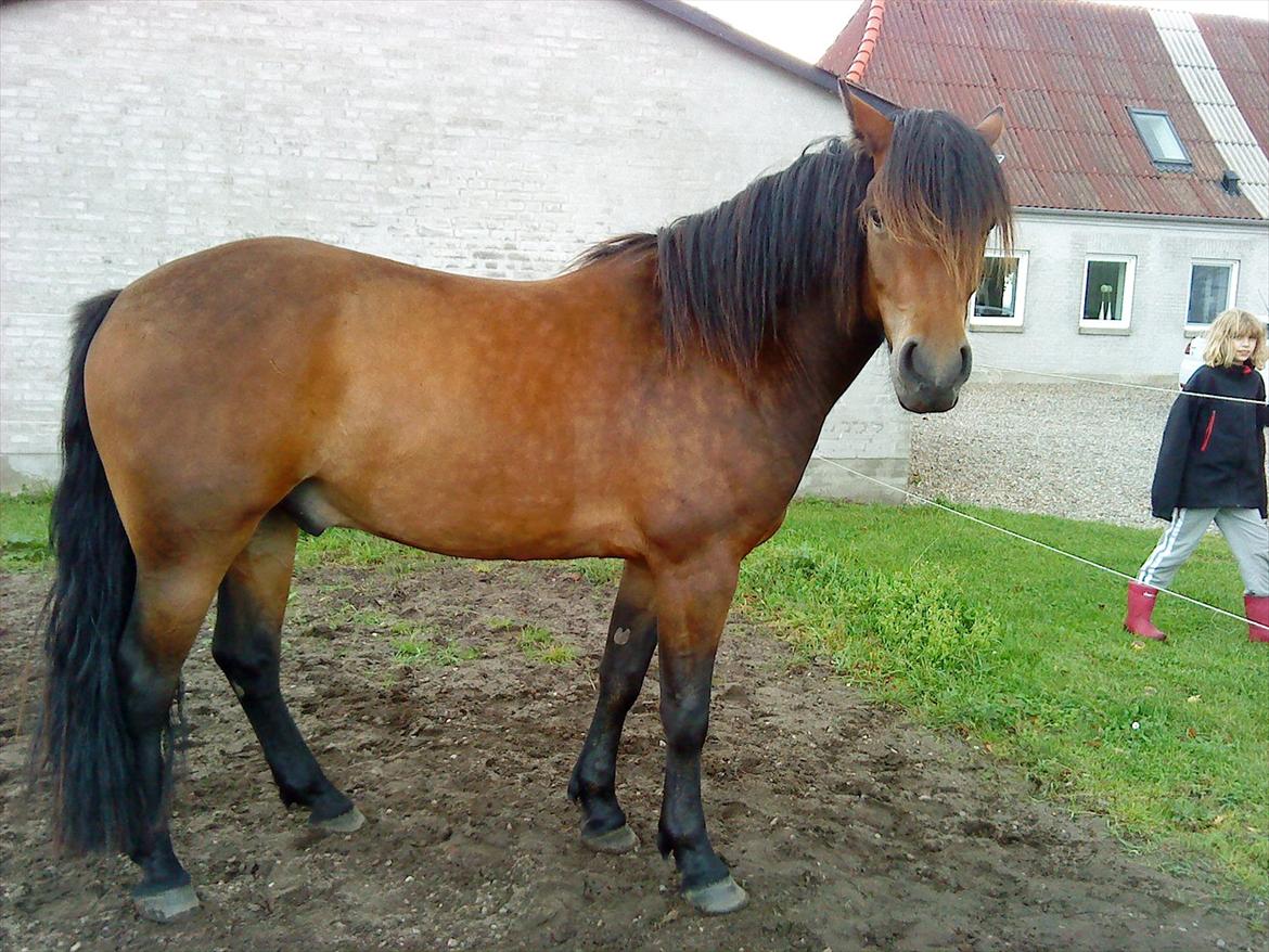 Connemara Baltazar The Superstar billede 7