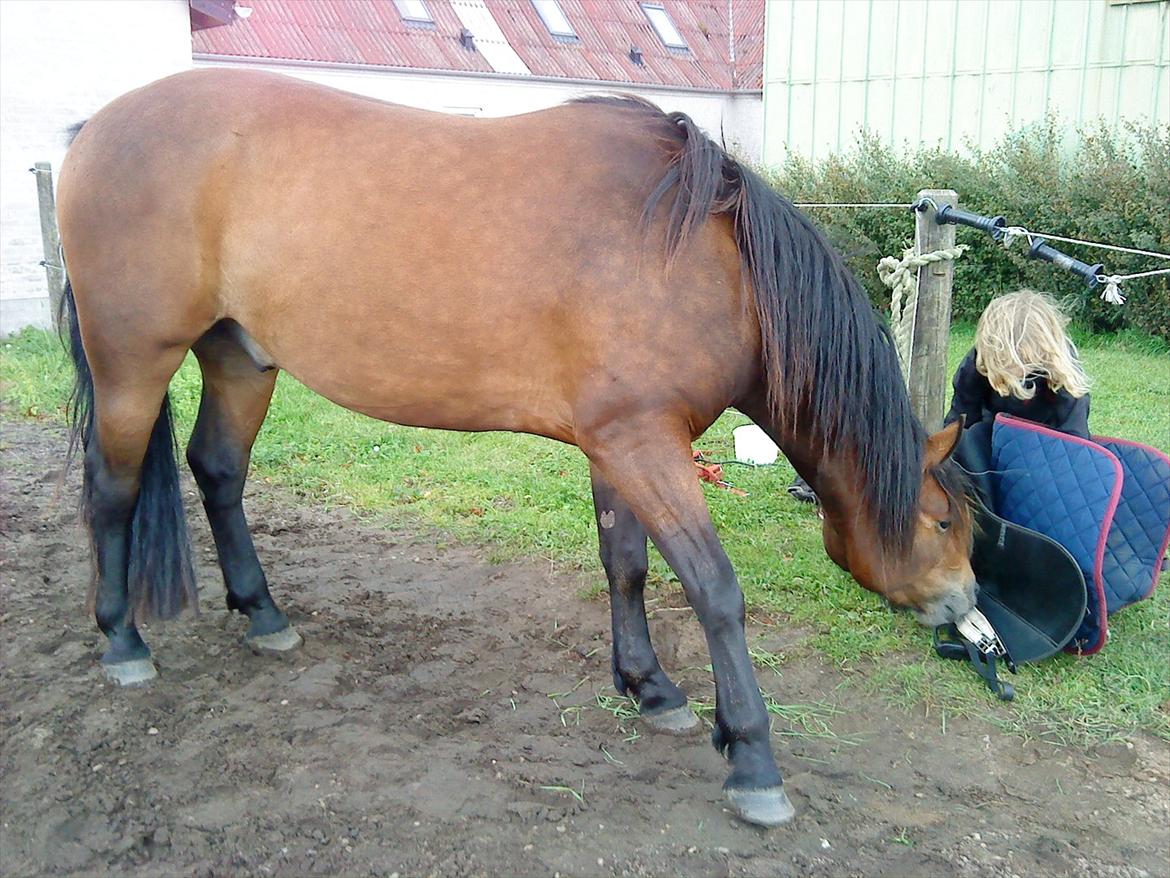 Connemara Baltazar The Superstar billede 11