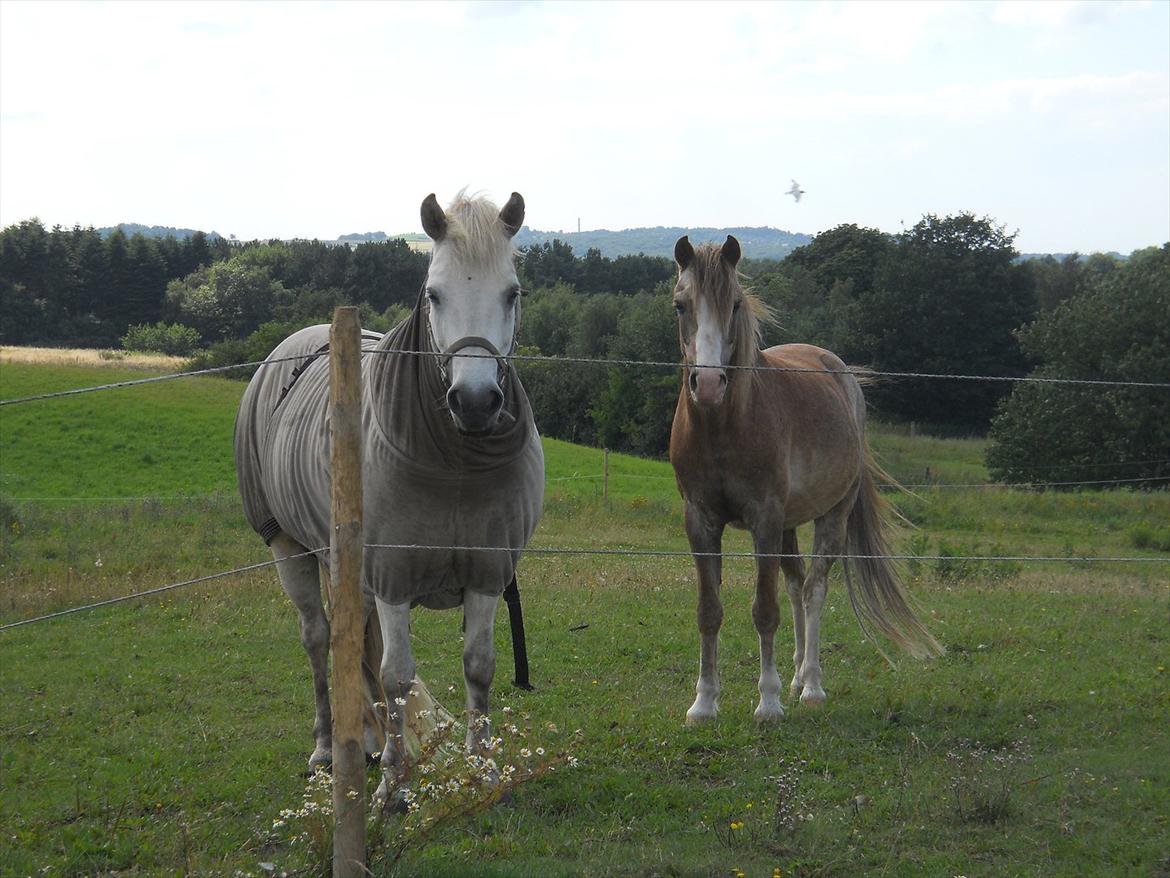 Welsh Pony (sec B) Sandets Silver - Silver den hotte og Mist står og gør sig lidt lækre :D billede 16