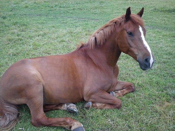 Anden særlig race Simba Stenfeldt <3 - simbamusen;') foto: mig billede 2