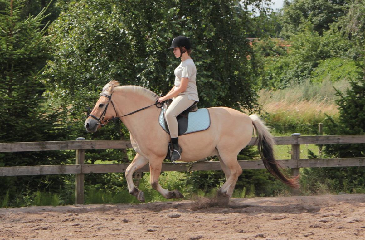 Fjordhest Ingegårds Hejst - Mig og Hejst i galop :D Det er sjælendt at Hejst overhovedet går i galop, når man beder ham om det, og jeg har ikke redet i 4-5 mdr. så synes det er totalt godt! :D  -  Billede af en af Julie'rne (Huske ikke hvilken en? :P) billede 14