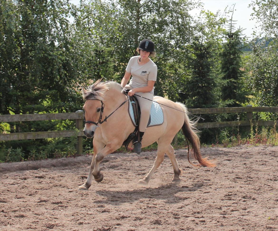 Fjordhest Ingegårds Hejst - Mig og Hejst i galop :D Det er sjælendt at Hejst overhovedet går i galop, når man beder ham om det, og jeg har ikke redet i 4-5 mdr. så synes det er totalt godt! :D  -  Billede af en af Julie'rne (Huske ikke hvilken en? :P) billede 7