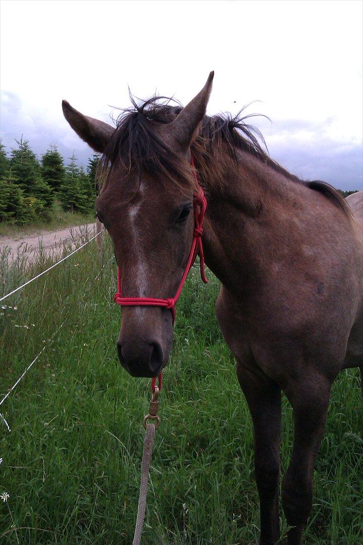 Anden særlig race SG Dusty Dakota - Juli 2011, på gåtur :)  billede 12