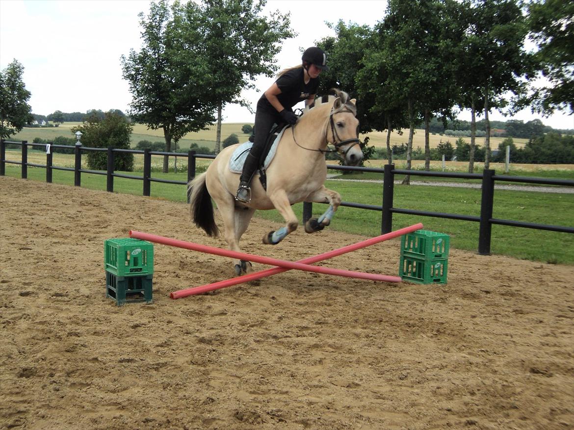 Fjordhest Felix billede 12