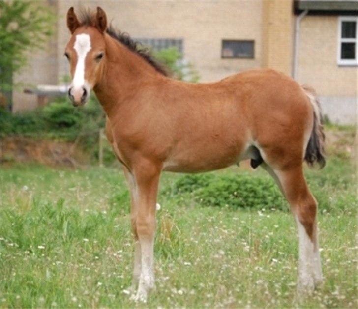 Welsh Pony af Cob-type (sec C) Chopins Obelix - Lille og fin:) billede 2
