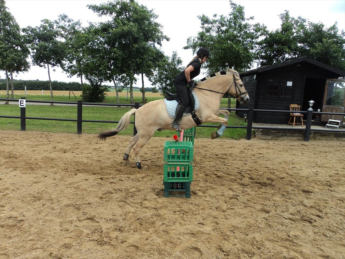 Fjordhest Felix billede 13