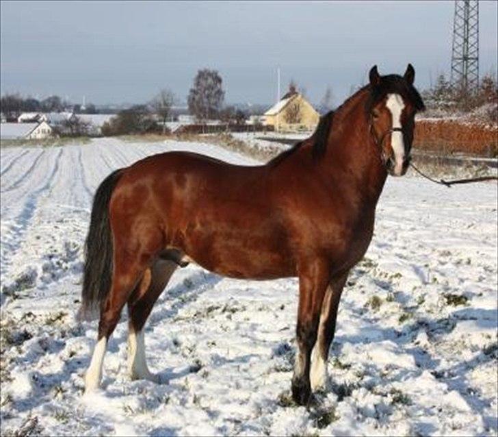 Welsh Pony af Cob-type (sec C) Chopins Obelix billede 3