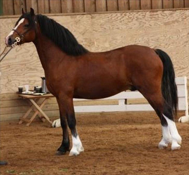 Welsh Pony af Cob-type (sec C) Chopins Obelix billede 4