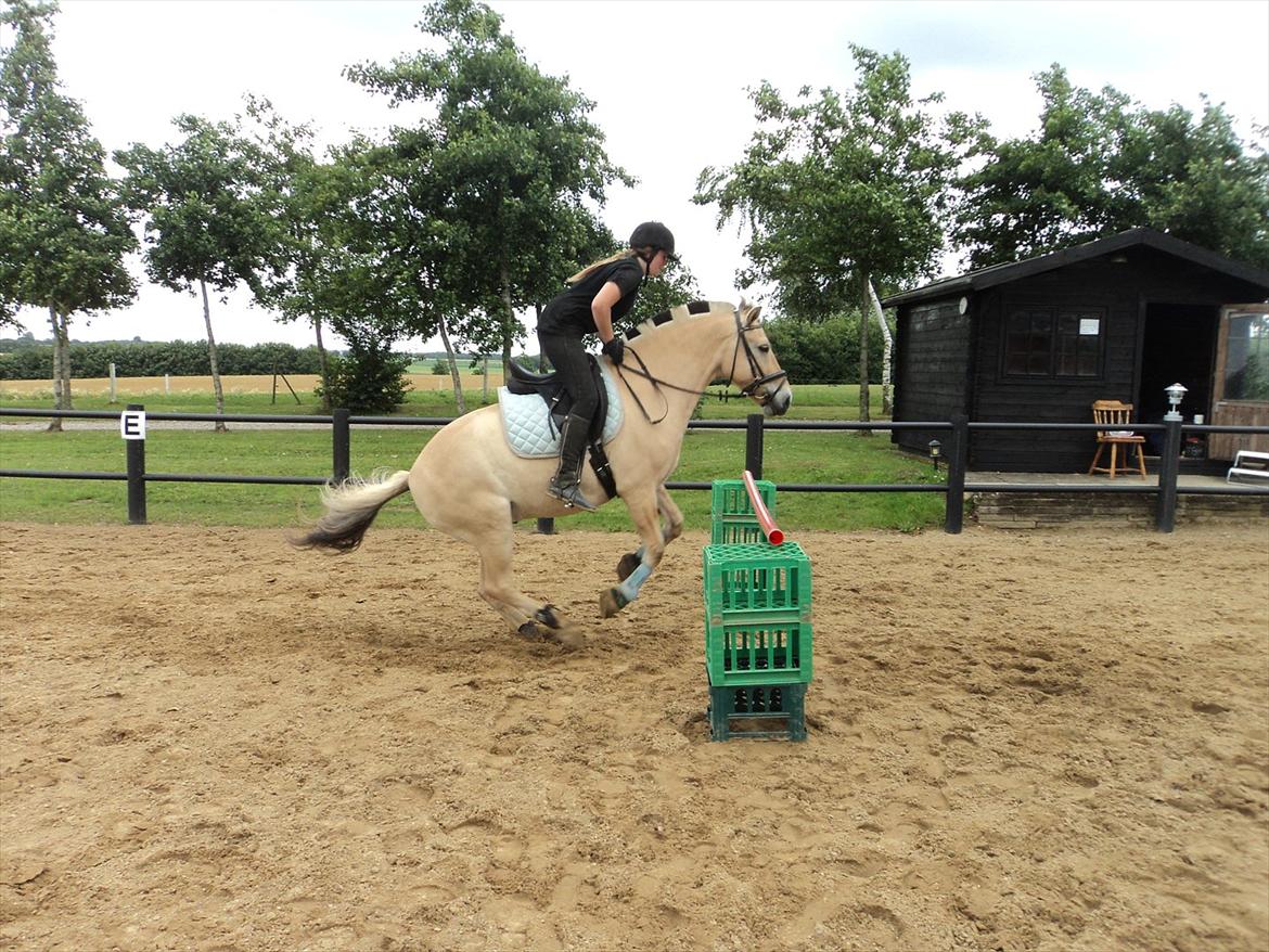 Fjordhest Felix billede 1