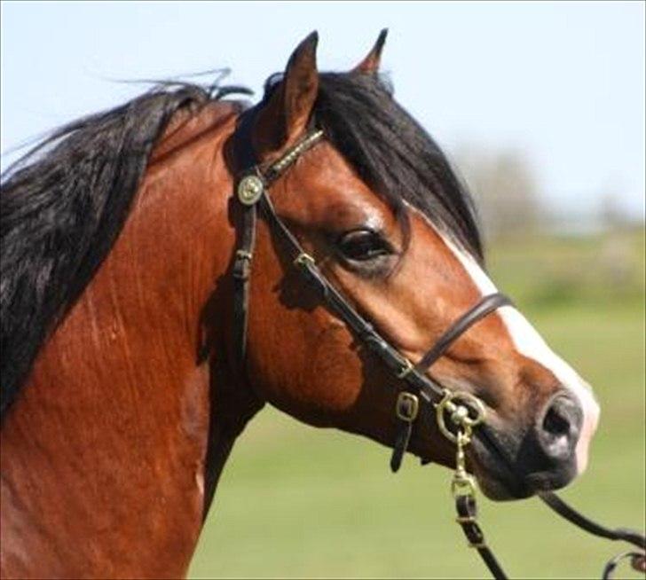 Welsh Pony af Cob-type (sec C) Chopins Obelix - SMUKKE FYR... billede 1