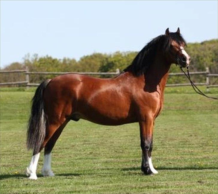 Welsh Pony af Cob-type (sec C) Chopins Obelix billede 5