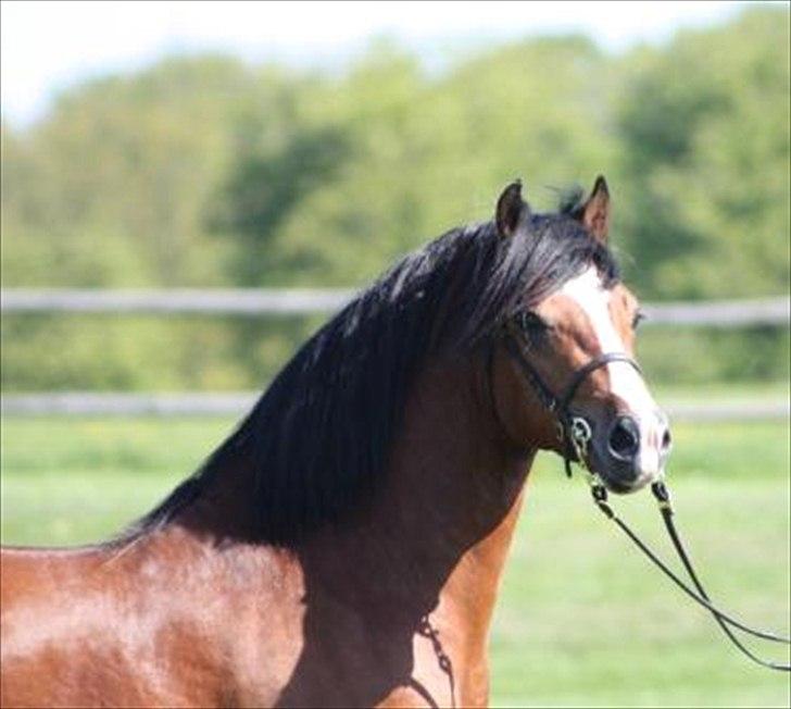 Welsh Pony af Cob-type (sec C) Chopins Obelix billede 6