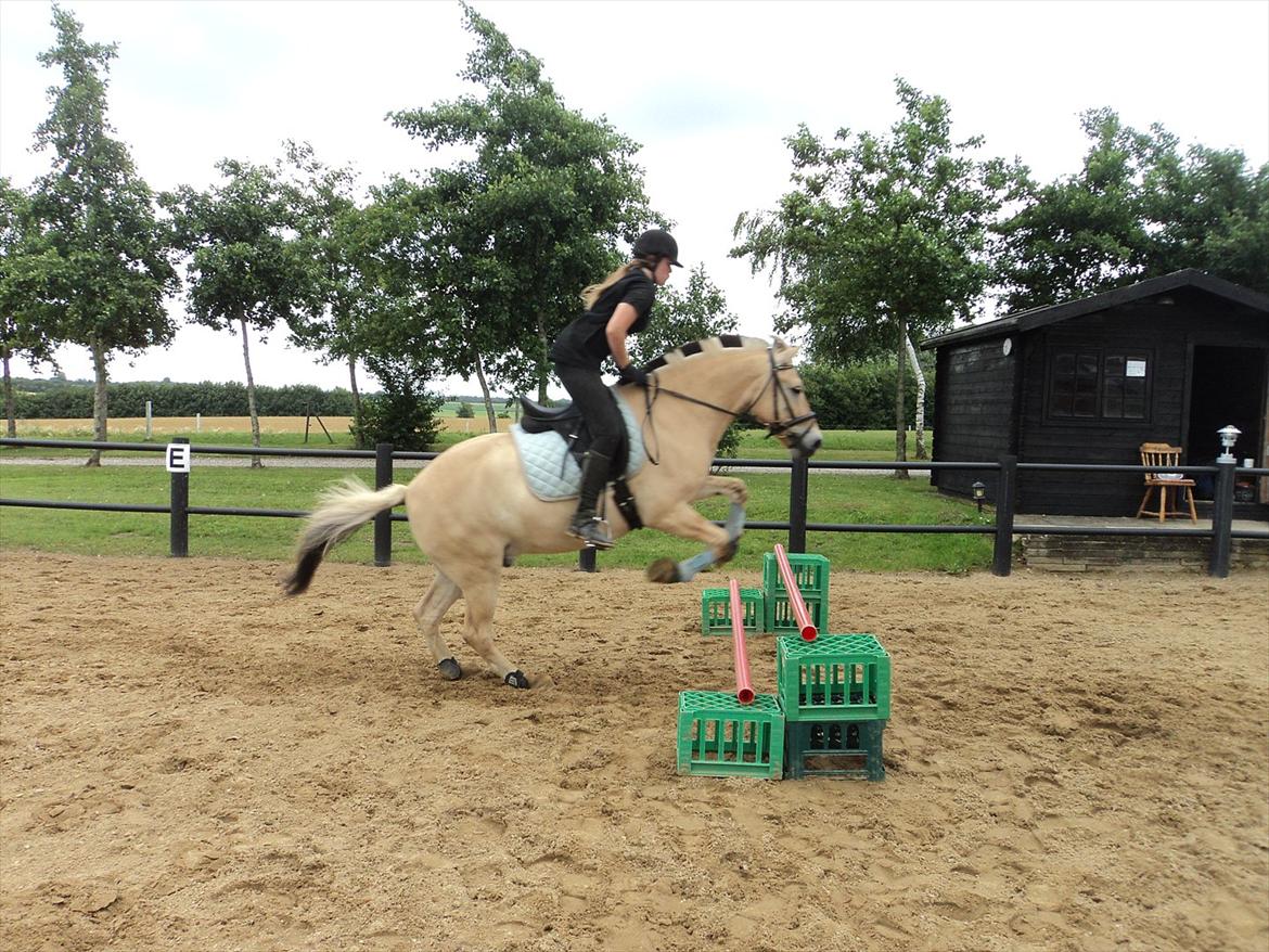 Fjordhest Felix billede 14