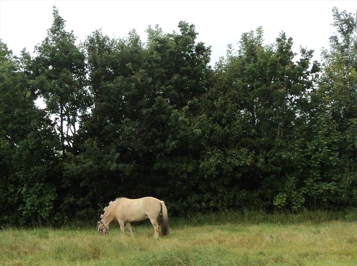Fjordhest Felix billede 19