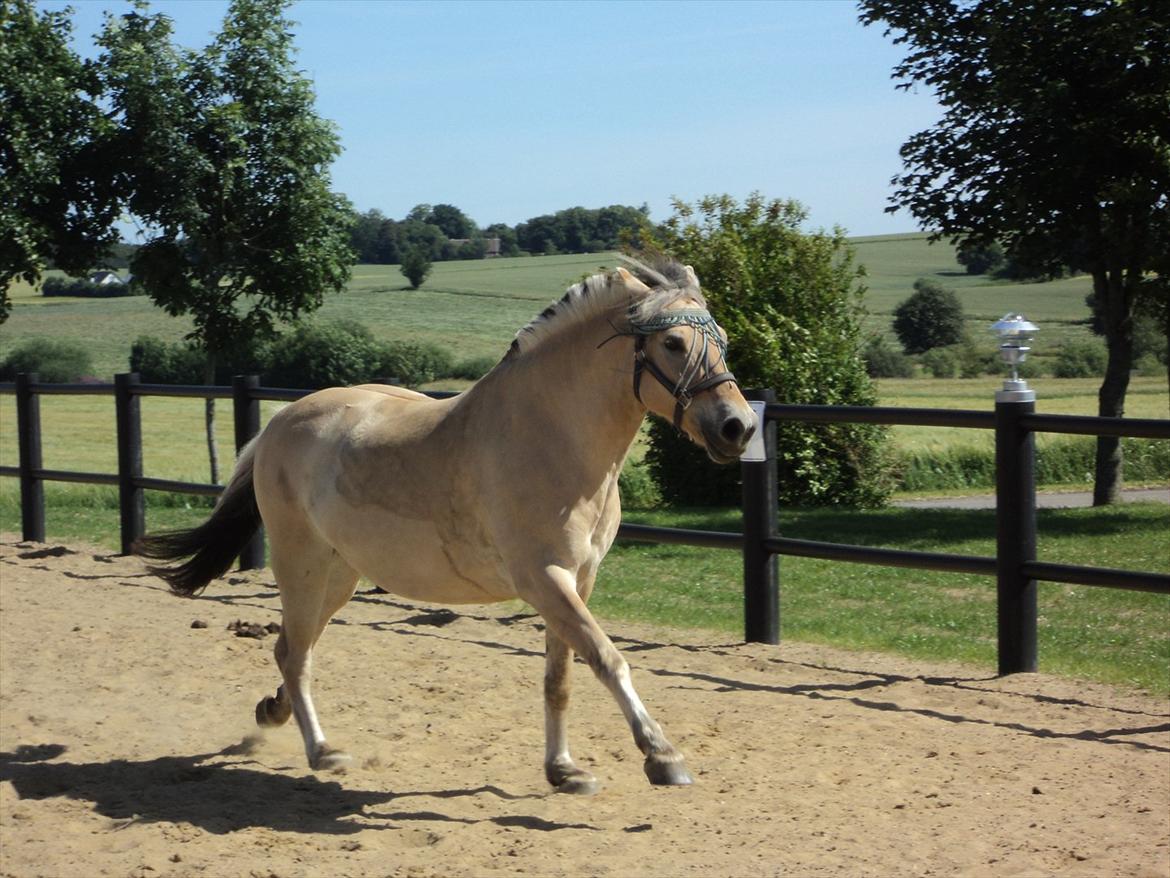 Fjordhest Felix billede 15