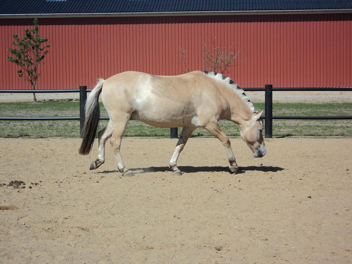 Fjordhest Felix billede 17