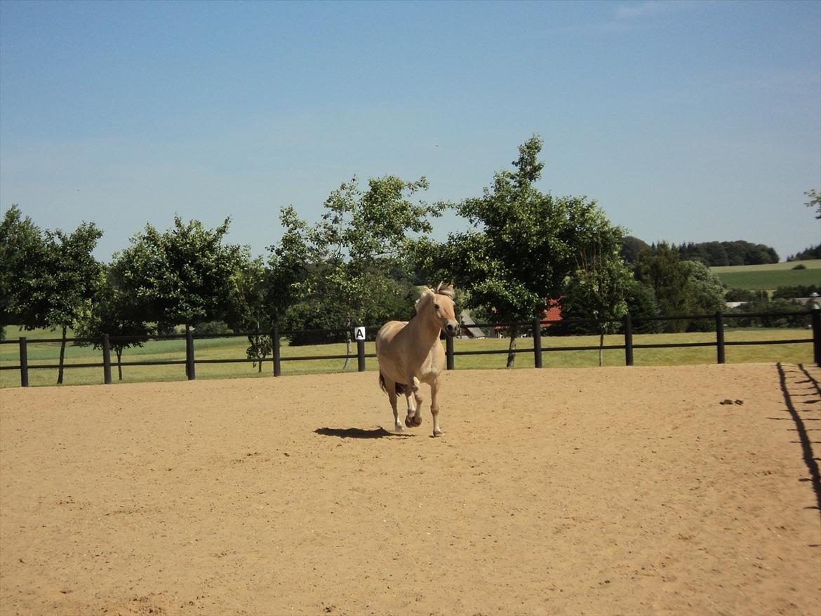 Fjordhest Felix billede 18