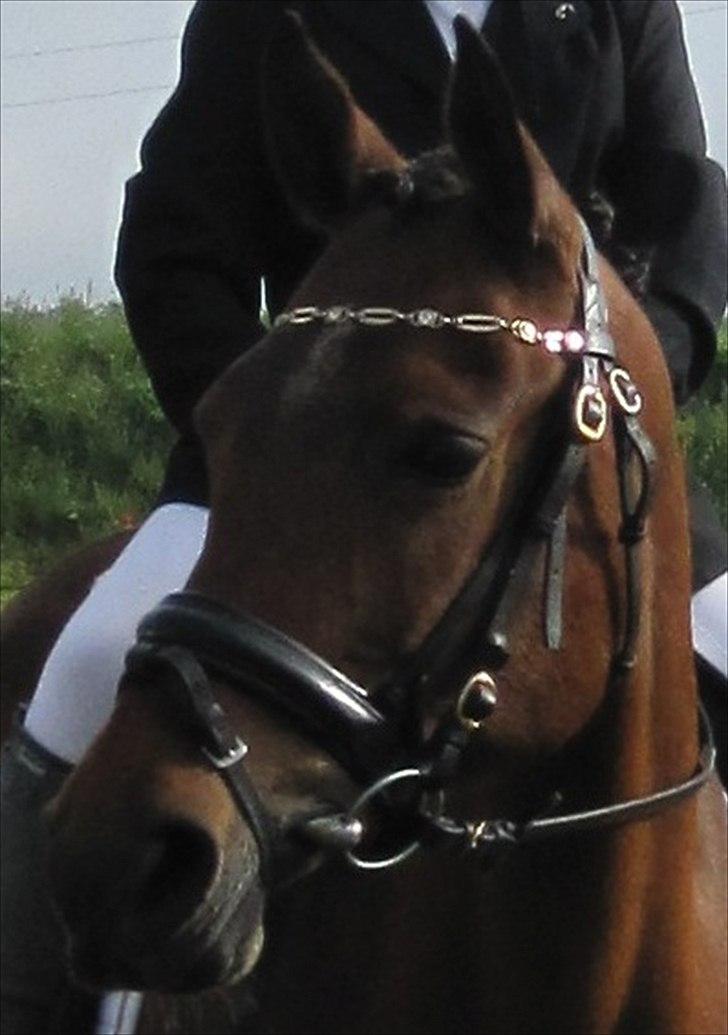 Anden særlig race Cher - Love you Cher <3 billede 9