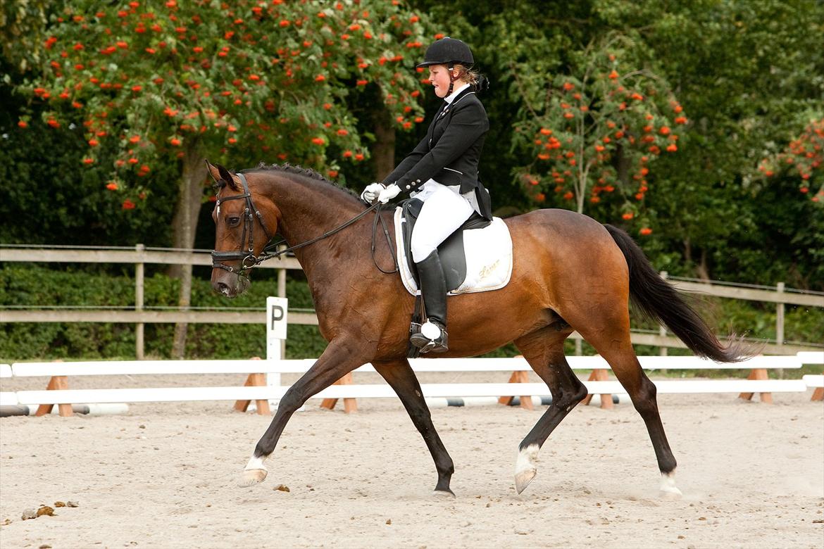 Dansk Varmblod La Vær Firfod - La Vær og jeg til stævne i NOR :) Foto: ctfoto.dk billede 7