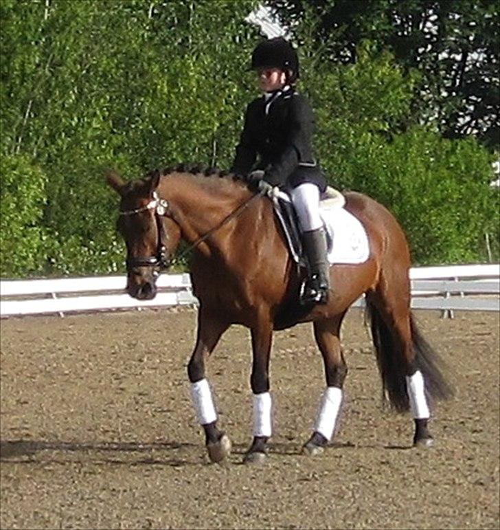 Anden særlig race Cher - ld1 billede 6