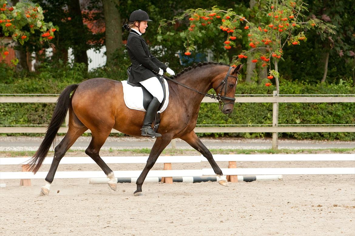 Dansk Varmblod La Vær Firfod - La Vær og jeg til stævne i NOR :) Foto: ctfoto.dk billede 9