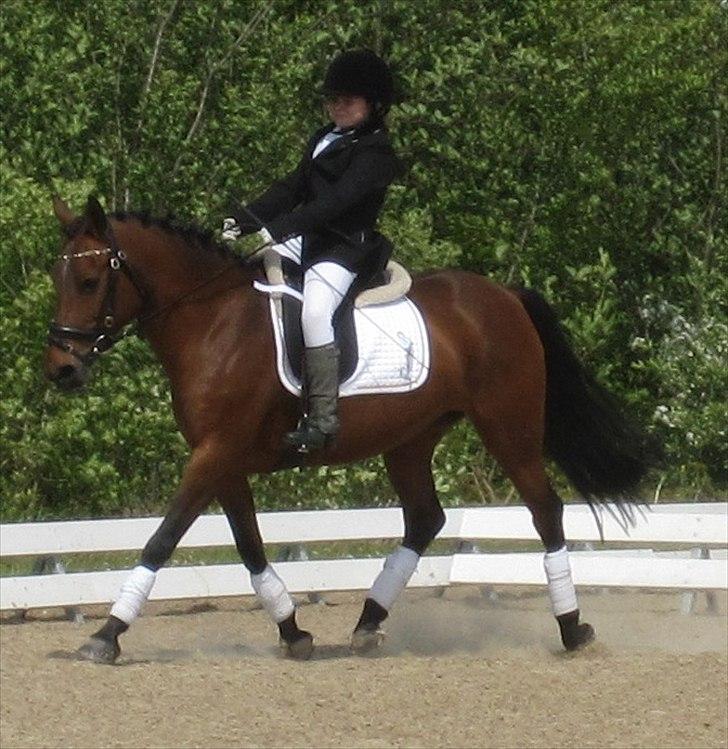 Anden særlig race Cher - My star !! billede 14