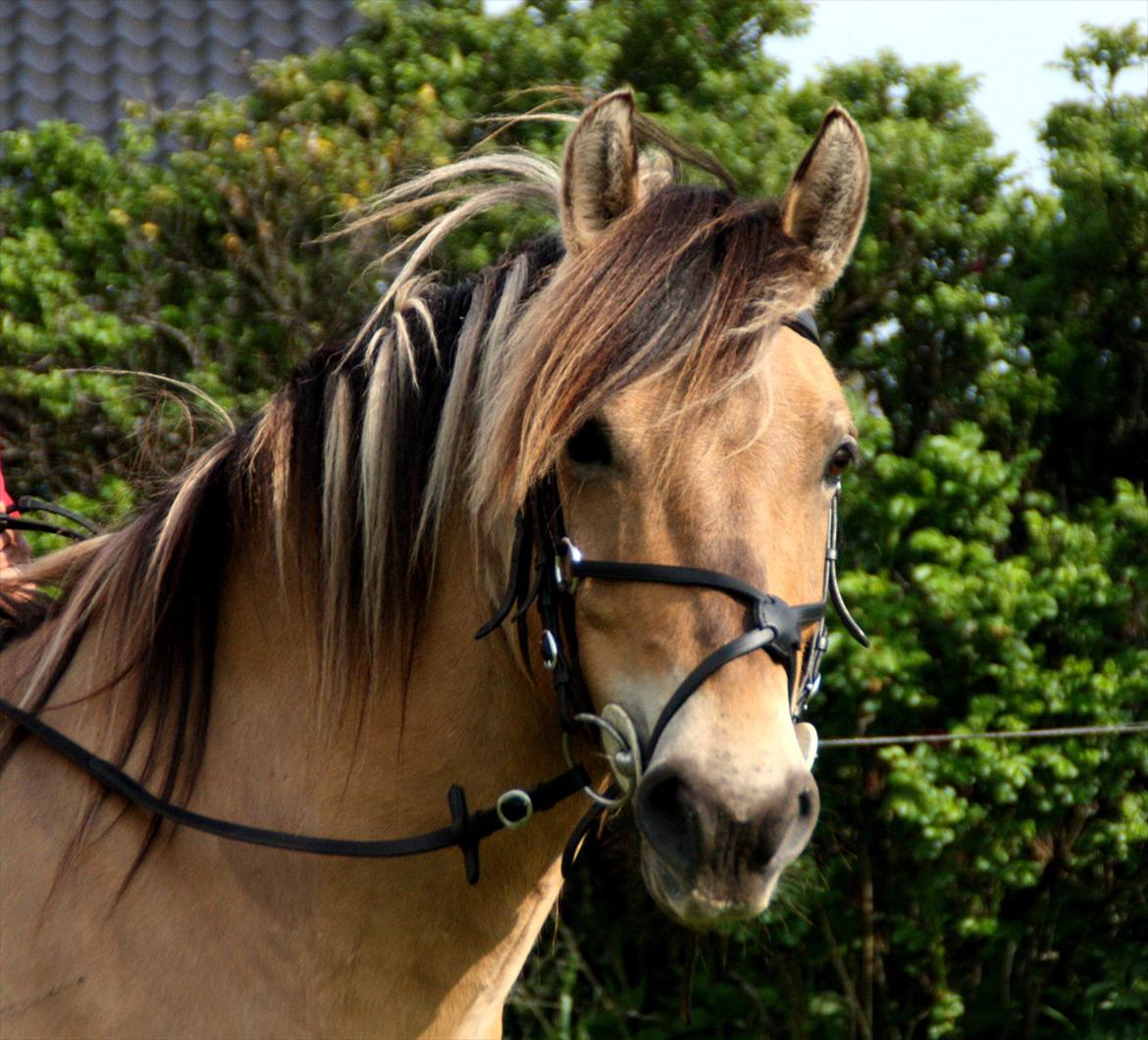 Anden særlig race Apollo , udlånt/solgt på afbetaling - har fået lang man på to år billede 2