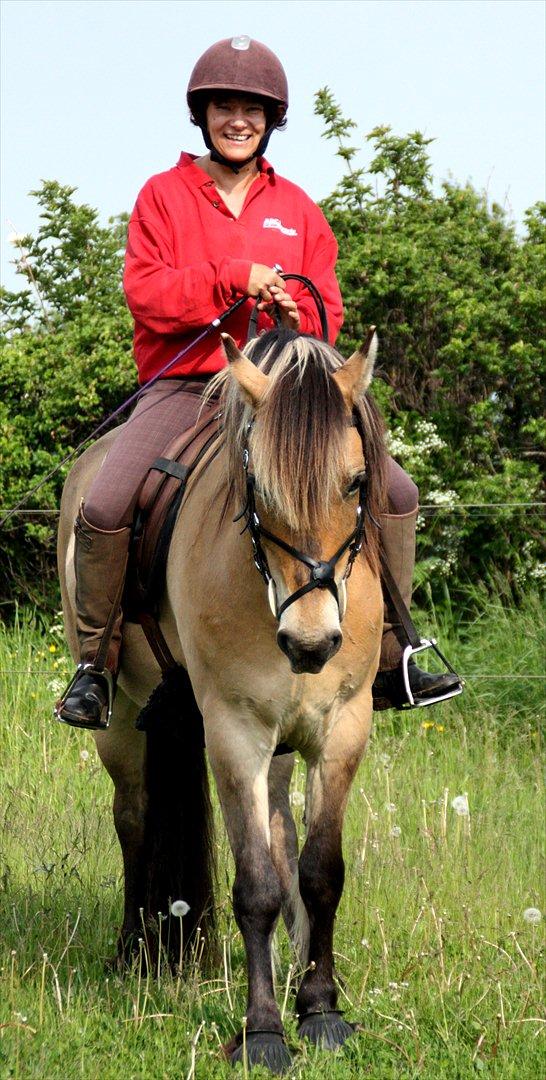 Anden særlig race Apollo , udlånt/solgt på afbetaling billede 3